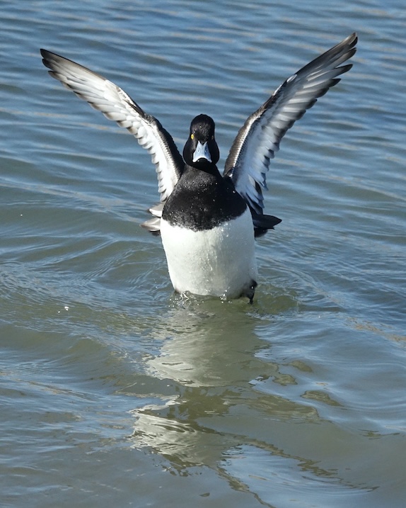 eider